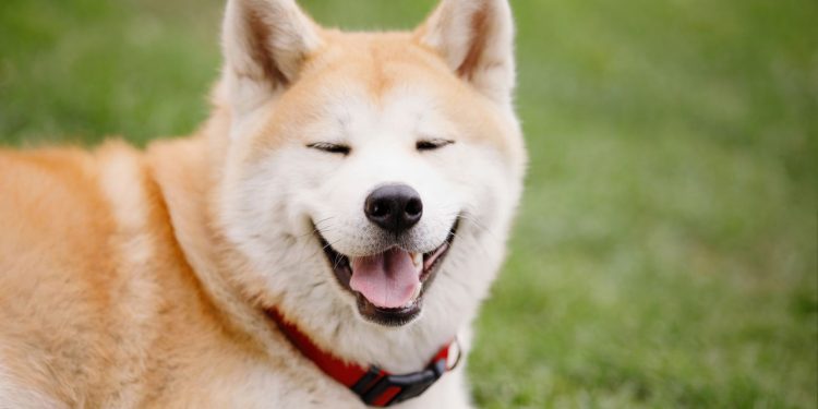 Cinco raças de cães que podem não ser a melhor escolha para seu lar