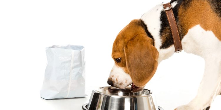 Descobertas sobre a alimentação canina adequada