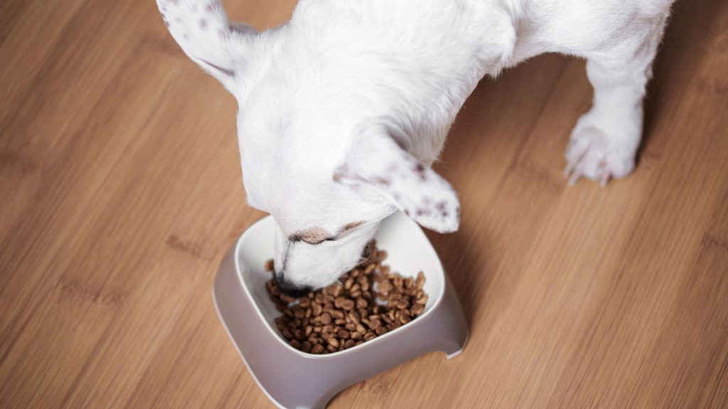alimentação canina 