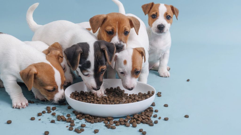alimentação canina