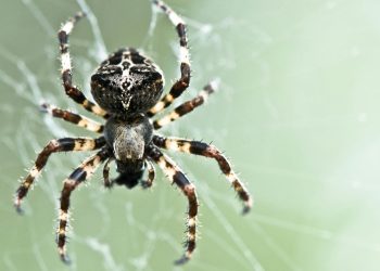 Métodos eficazes para eliminar aranhas da varanda
