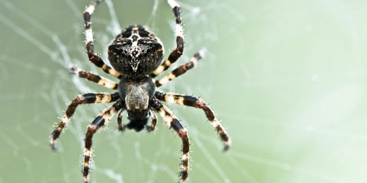 Métodos eficazes para eliminar aranhas da varanda