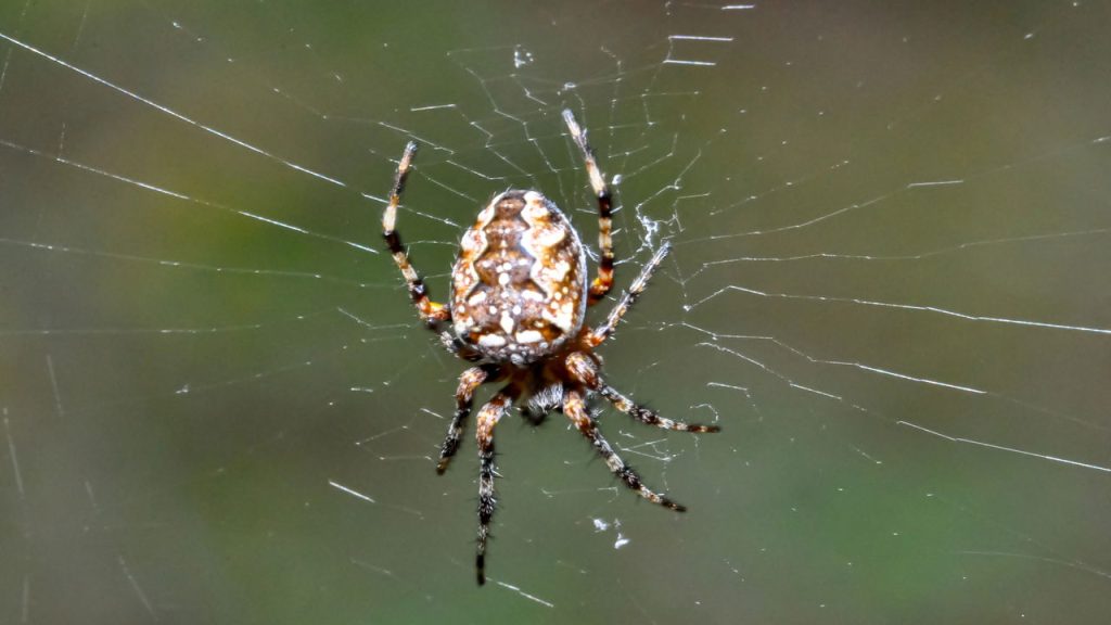 aranhas