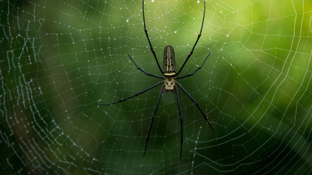 aranhas