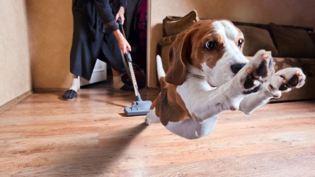 O som doméstico que mais causa pânico em cães e gatos e como acostumar seu pet