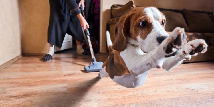 Truques caseiros para manter a casa limpa mesmo com pets que soltam muito pelo
