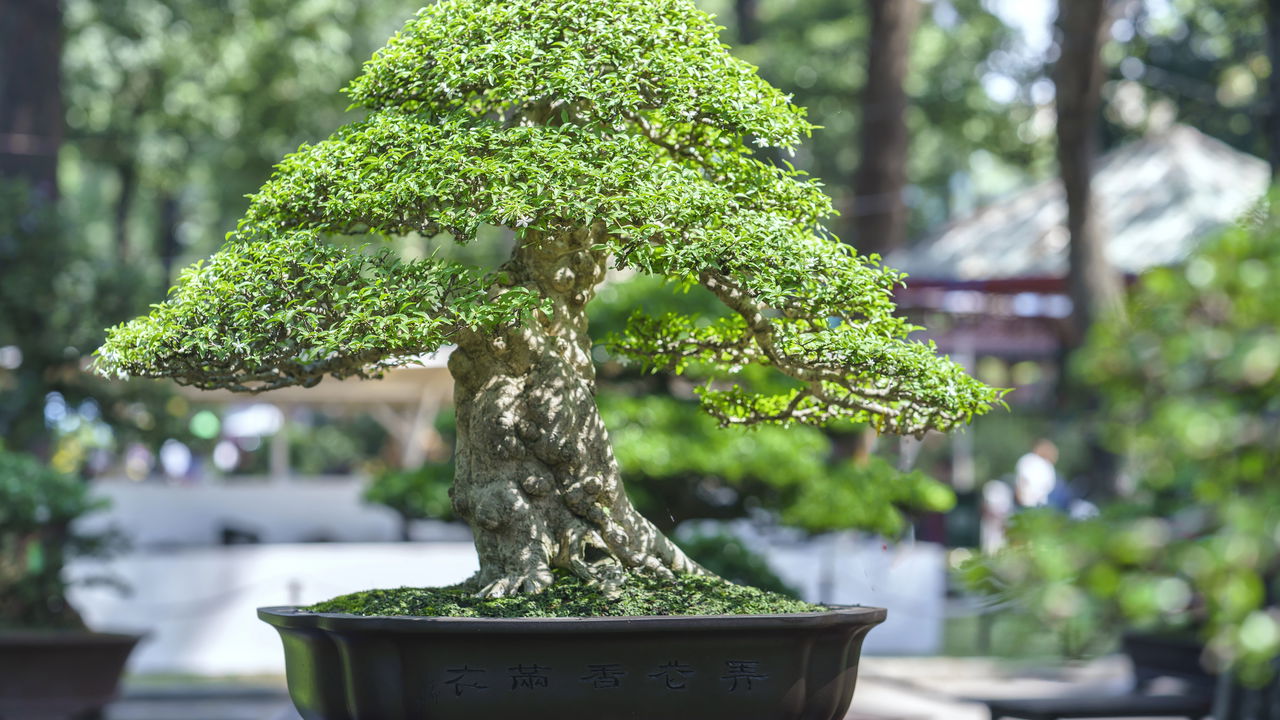 morus alba bonsai Morera blanca - Morus alba main image 0