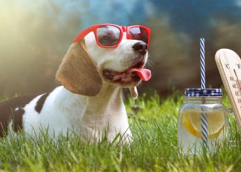 Aprenda a proteger o cachorro das altas temperaturas no verão