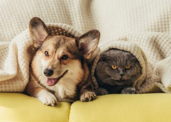 Se você acha que cão e gato são inimigos naturais, precisa ver o que a ciência diz