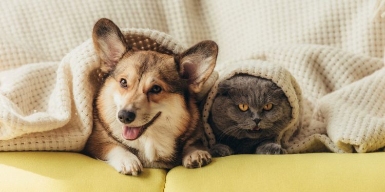 Se você acha que cão e gato são inimigos naturais, precisa ver o que a ciência diz