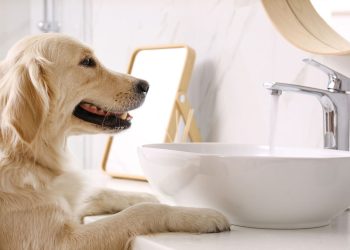 Cães reconhecem a própria imagem no espelho? Veja o que diz a ciência