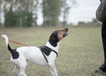 Por que seu cão late para certas pessoas e para outras não?