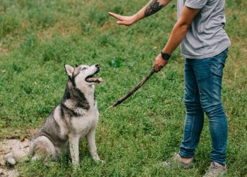 As 5 raças de cães mais independentes que testam a paciência de qualquer tutor
