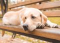 A atitude comum que deixa seu cachorro magoado sem você perceber