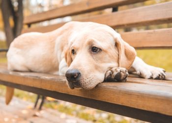 A atitude comum que deixa seu cachorro magoado sem você perceber