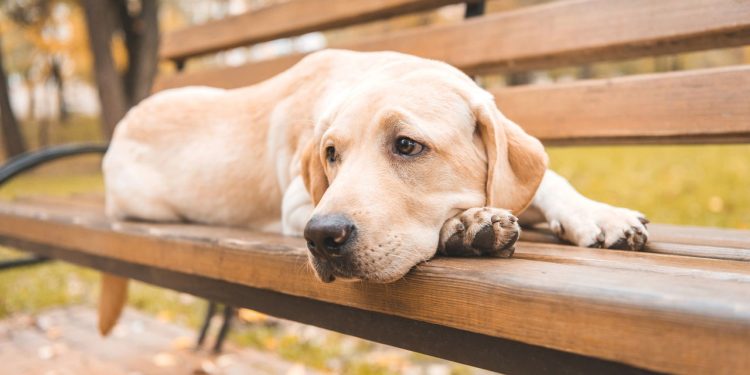 A atitude comum que deixa seu cachorro magoado sem você perceber