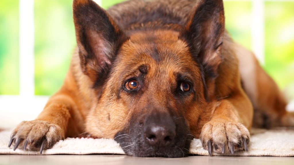 A atitude comum que deixa seu cachorro magoado sem você perceber
