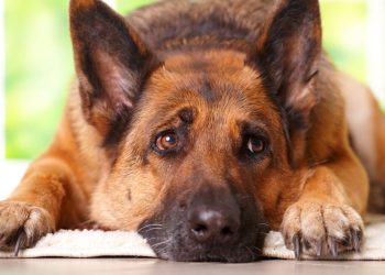 Como saber se a preguiça do seu pet é apenas cansaço ou sinal de dor segundo especialistas