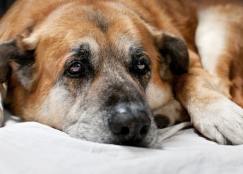 Com que idade um cão é considerado idoso?