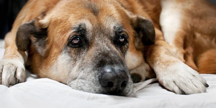 Com que idade um cão é considerado idoso?