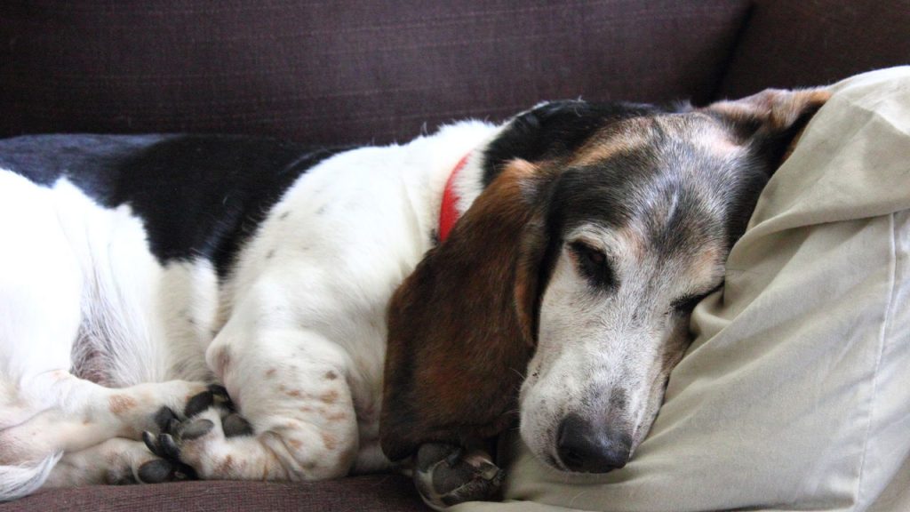 cão