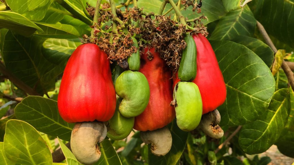 Aprenda a plantar caju e transforme seu quintal em um pomar tropical