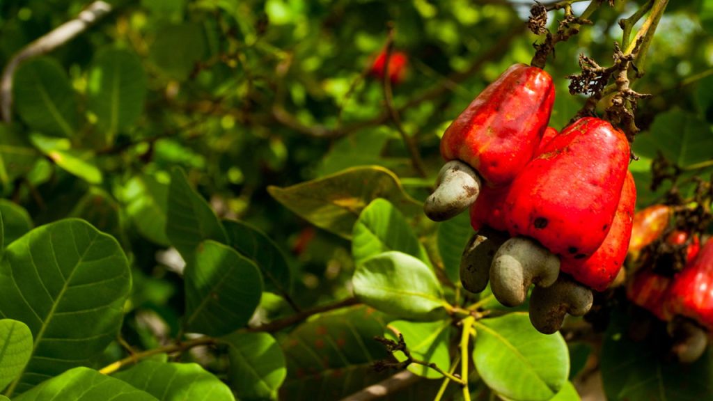 Aprenda a plantar caju e transforme seu quintal em um pomar tropical