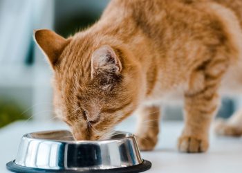 Motivos para nunca dar ração de cachorro para gatos segundo veterinários