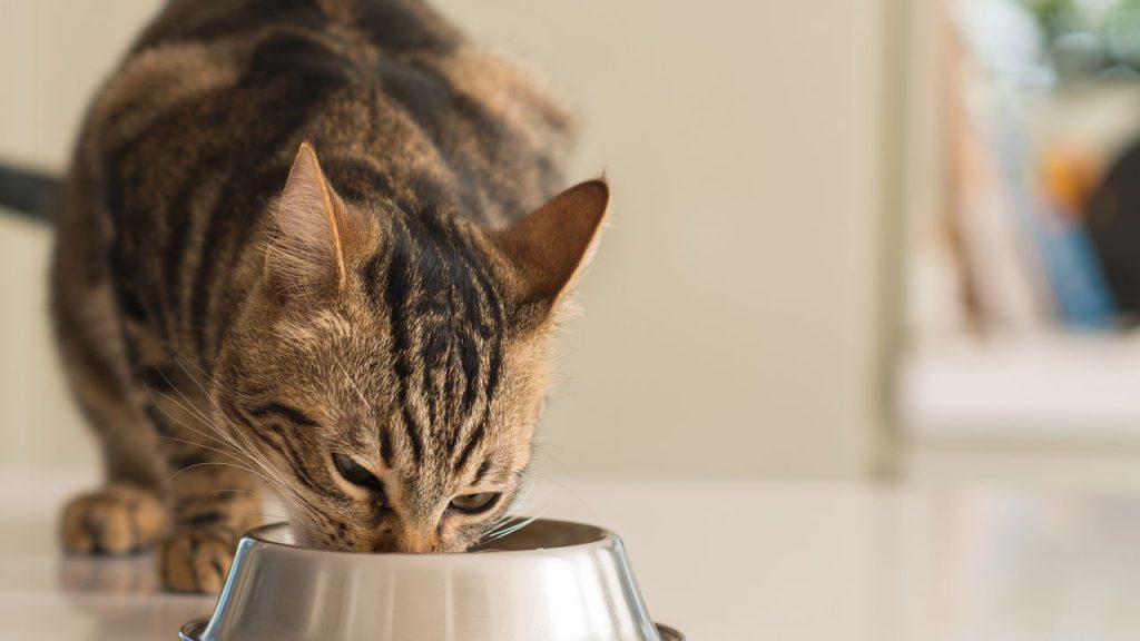 Motivos para nunca dar ração de cachorro para gatos segundo veterinários