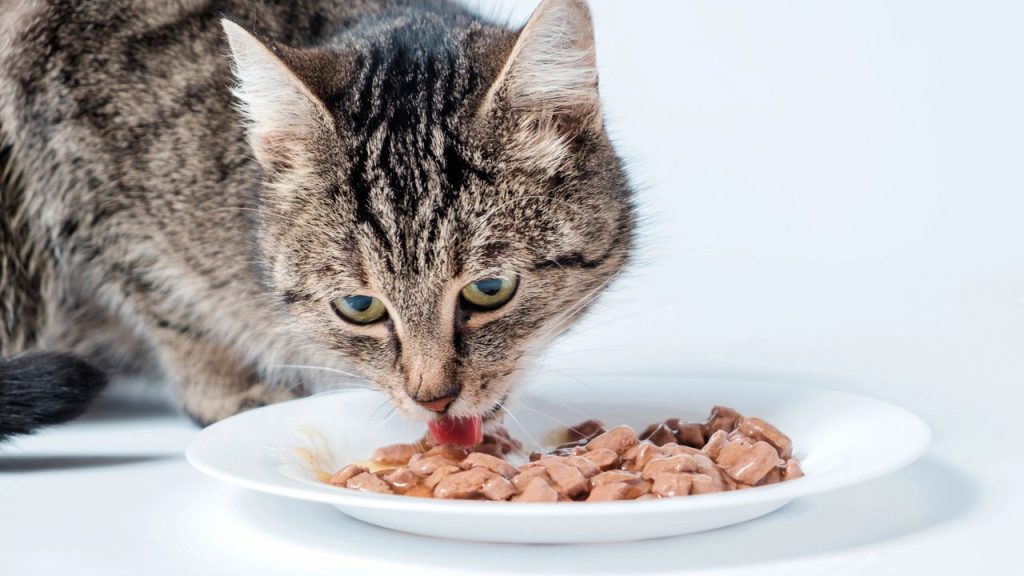 Motivos para nunca dar ração de cachorro para gatos segundo veterinários