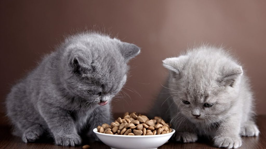 Motivos para nunca dar ração de cachorro para gatos segundo veterinários