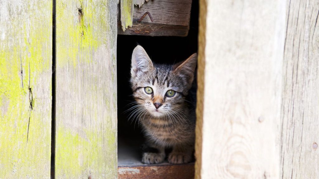 Você já se perguntou como os gatos passam por qualquer fresta?
