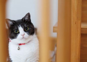Você já se perguntou como os gatos passam por qualquer fresta?