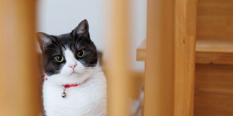 Você já se perguntou como os gatos passam por qualquer fresta?