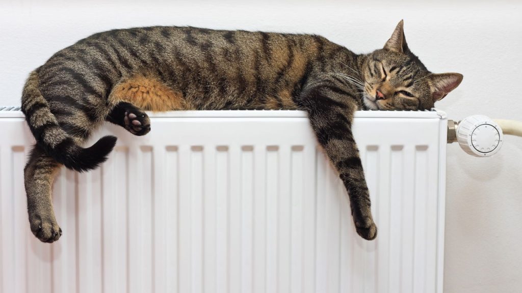 Seu gato dorme o dia inteiro e você não sabe o motivo? A resposta é surpreendente