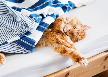 Seu gato dorme o dia inteiro e você não sabe o motivo? A resposta é surpreendente