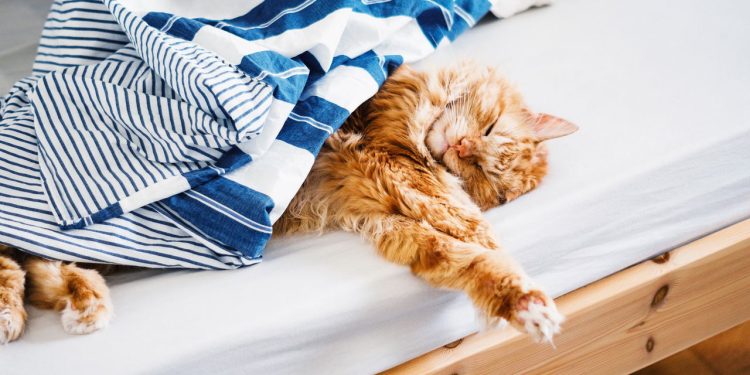 Seu gato dorme o dia inteiro e você não sabe o motivo? A resposta é surpreendente