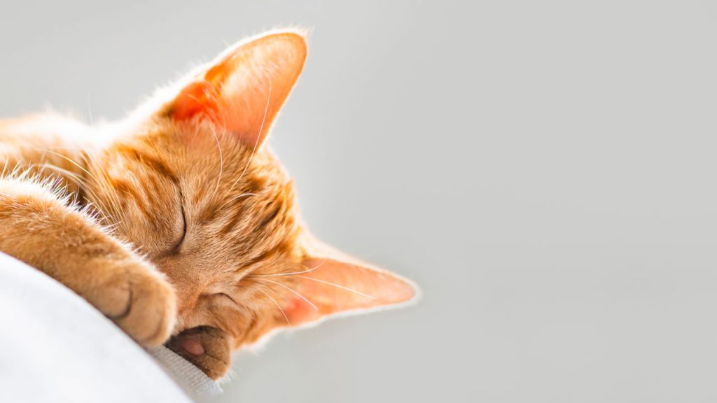 Seu gato dorme o dia inteiro e você não sabe o motivo? A resposta é surpreendente