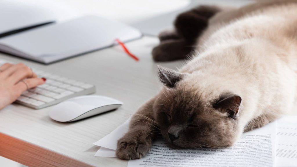 Seu gato dorme o dia inteiro e você não sabe o motivo? A resposta é surpreendente