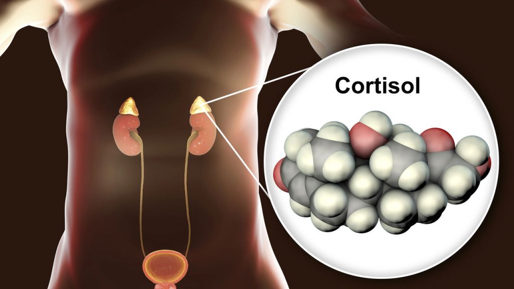 cortisol