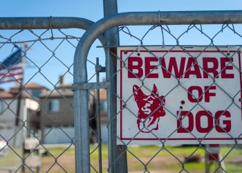 Quatro raças de cães que unem afeto, vigilância e segurança em casa