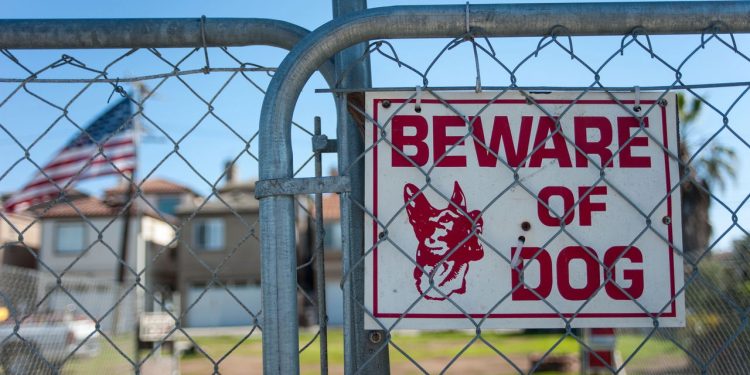 Quatro raças de cães que unem afeto, vigilância e segurança em casa