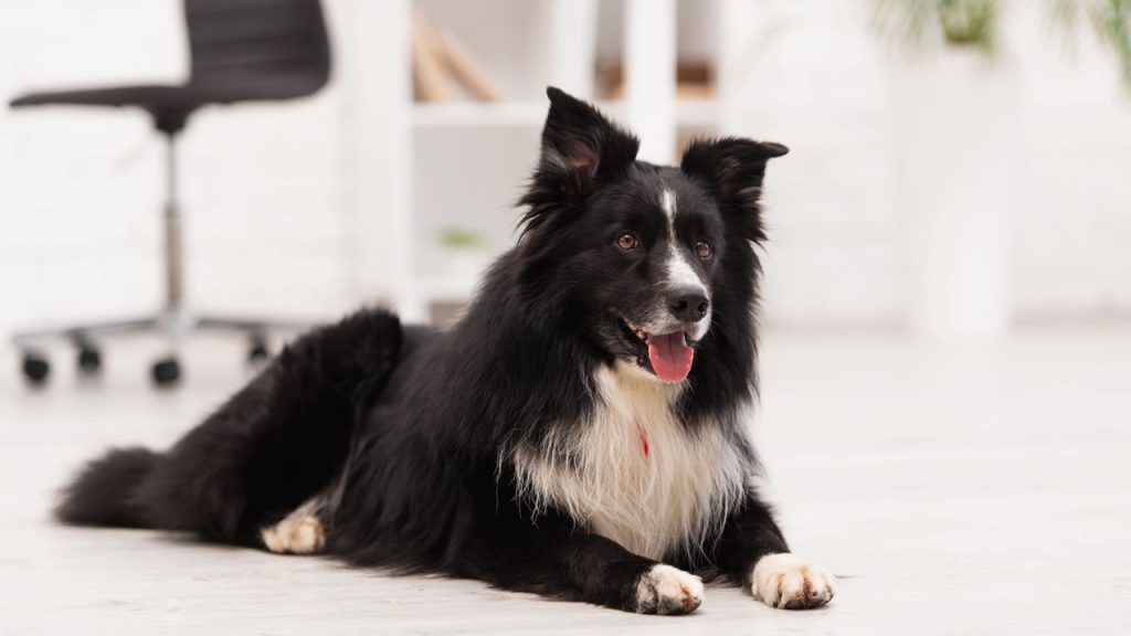 Melhore a comunicação com seu cachorro e fortaleça o vínculo diário