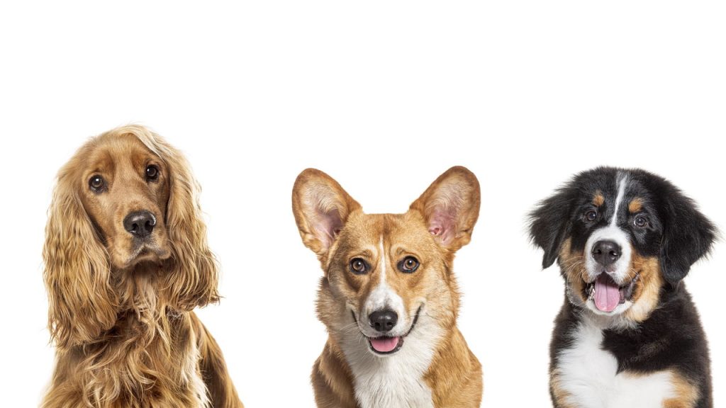 Melhore a comunicação com seu cachorro e fortaleça o vínculo diário