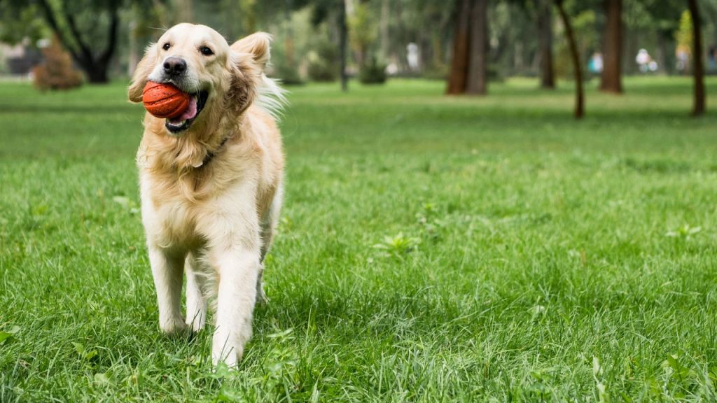 Melhore a comunicação com seu cachorro e fortaleça o vínculo diário