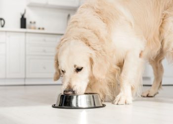 Regras de ouro para alimentar seu cachorro no horário certo