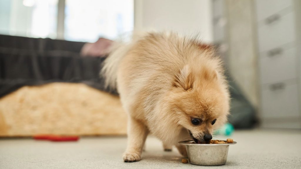 Regras de ouro para alimentar seu cachorro no horário certo