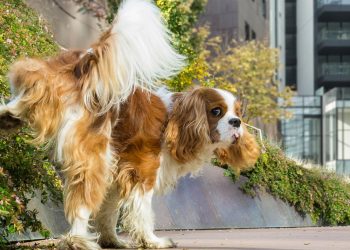 O comportamento dos cães machos ao fazer xixi pode revelar muito mais do que você imagina