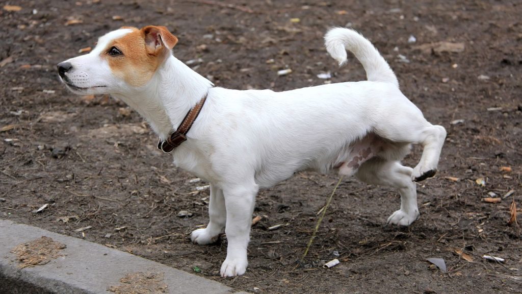 O comportamento dos cães machos ao fazer xixi pode revelar muito mais do que você imagina
