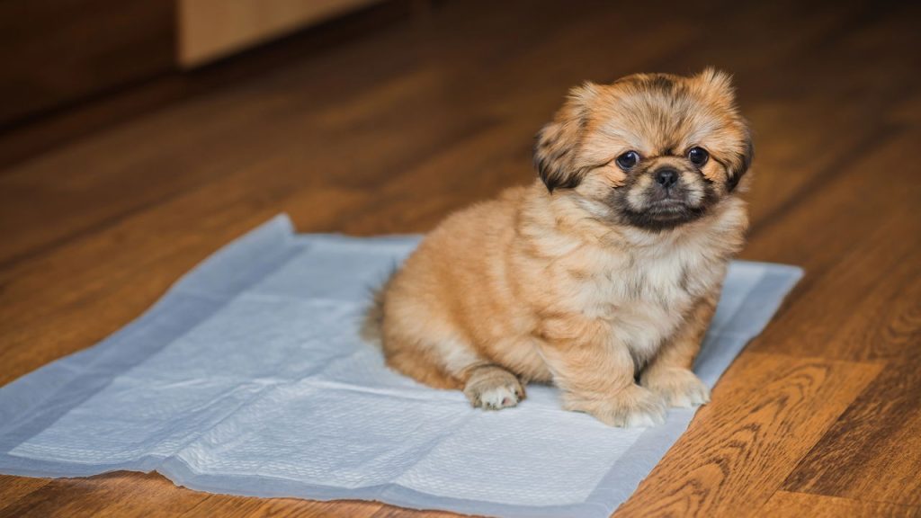 O comportamento dos cães machos ao fazer xixi pode revelar muito mais do que você imagina